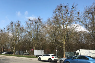 260318_Saatkrähen Parkplatz südl Friedhof 260318_Saatkrähen Parkplatz südl Friedhof