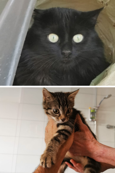 Gefundene Katzen Balu & Gustl Gefundene Katzen Balu & Gustl